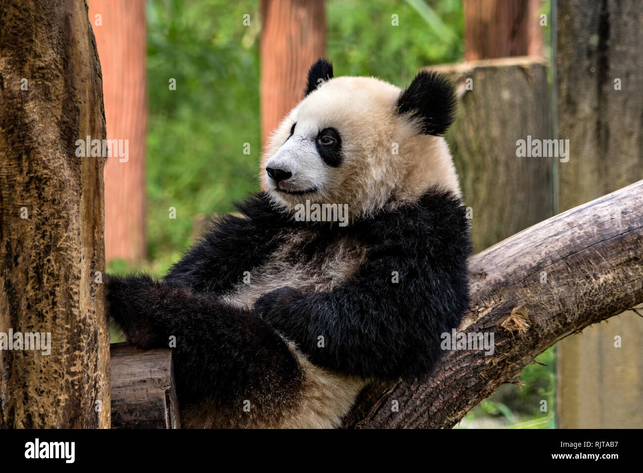 Panda sorridente Foto Stock