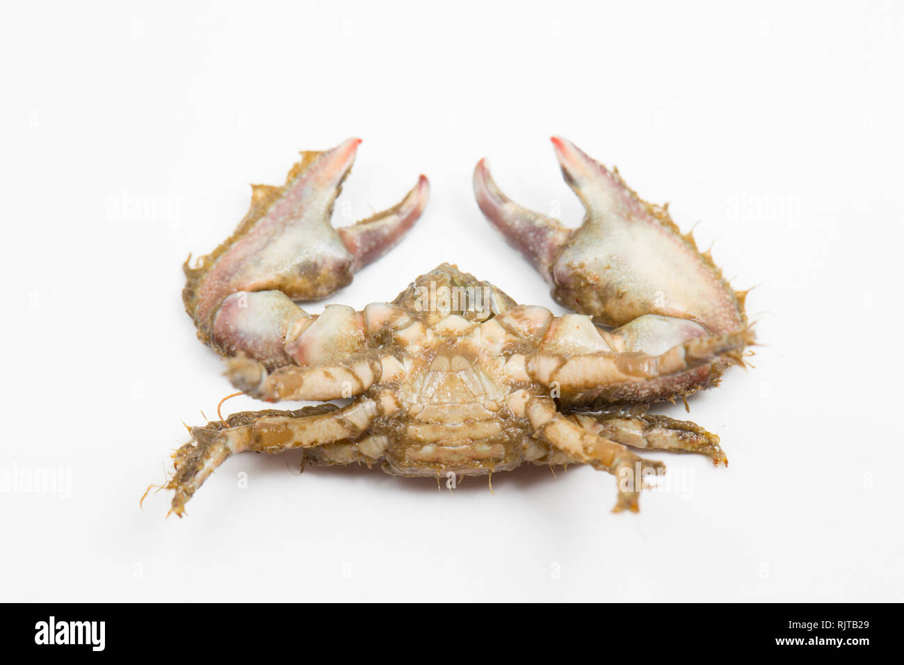 Un ampio-artigliato il granchio di porcellana, Porcellana platycheles, fotografati contro uno sfondo bianco in un studio prima del rilascio. La foto mostra il ven Foto Stock