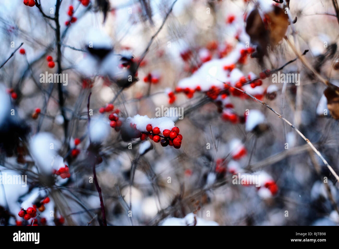 Rosso di bacche agrodolce contro il bianco della neve a White Memorial Area Protetta di Litchfield Connecticut. Foto Stock