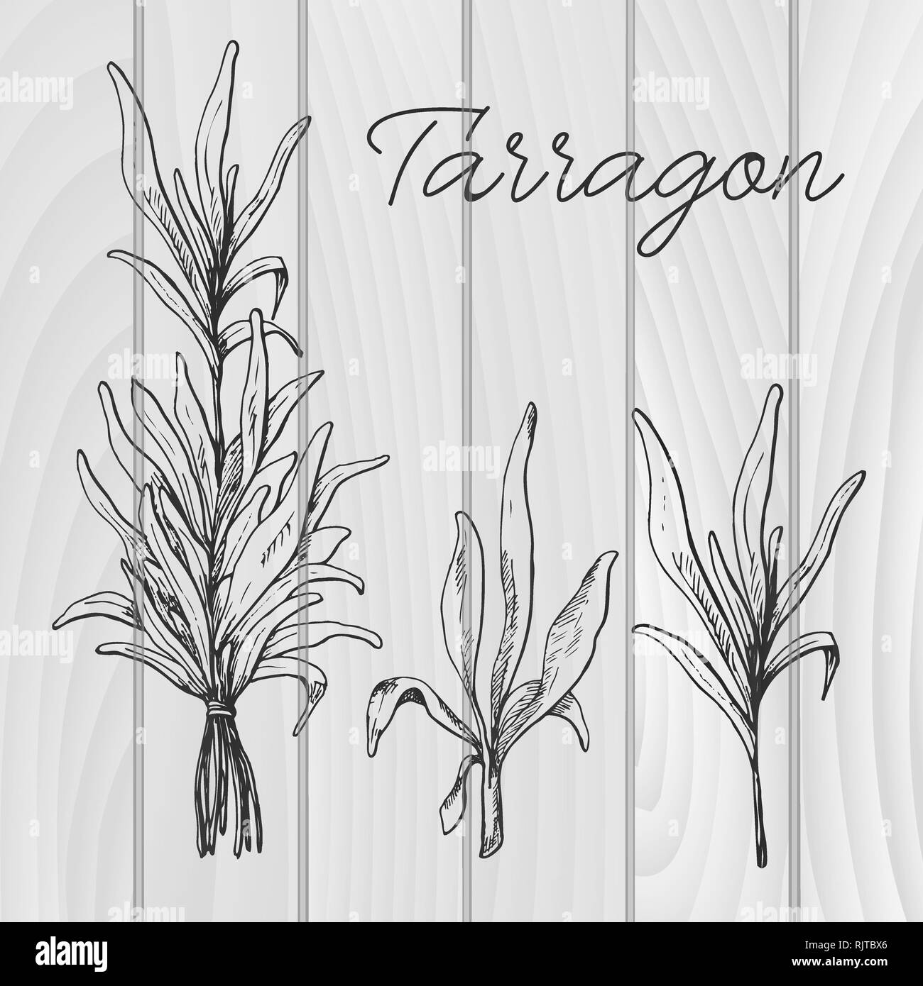 Disegnata a mano il dragoncello. Illustrazione Vettoriale di uno stile di disegno Illustrazione Vettoriale