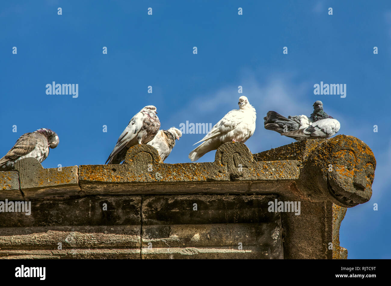 Gruppo di piccioni selvatici ottenere caldo in autunno giornata di sole su una mensola di pietra del tetto di un edificio medievale Foto Stock