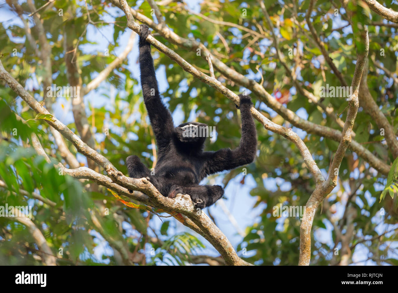 Western Hoolock Gibbon o Hoolock hoolock specie in via di estinzione in Assam India Foto Stock