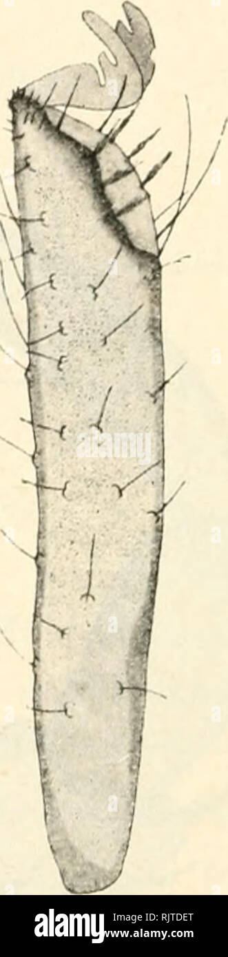 . Atti della Societtaliana di scienze naturali e del Museo civico di storia naturale di Milano. Storia naturale; storia naturale. FiG. 46. Â€iJyoroÃ jafes norvegicus. Palpo (ol)b. 5, oc. 4). FiG. 47. Â Ilygrohates norvenicns. Ultimo articolo (ledila terza ziiiiipn. (Obb. 5, oc. 4; (lis. rid. metÃ anno). L'area epimerale nei miei esemplari raggiunge nel complesso maggiore sviluppo che nella forma tipo, ed il primo grup]&GT;n epimerale si protende in mezzo ai due epimeri posteriori. Il numero delle ventose genitali Ã¨ variabile da individuazione ad in- dividuo (da 15-17 a 20-25). Il palpo al pollo ar Foto Stock