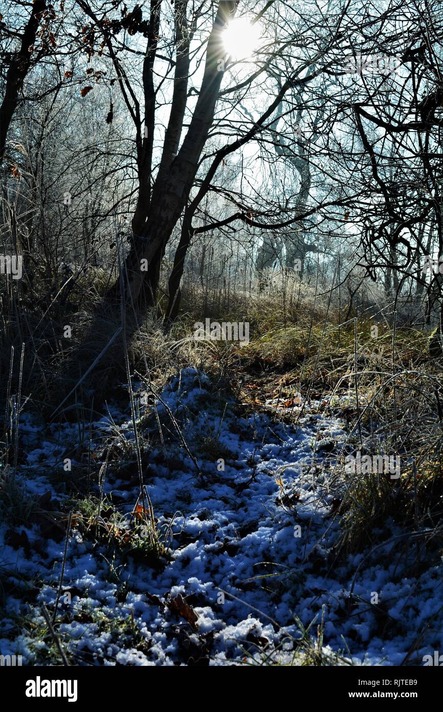 Il gelo e la neve nella foresta, con inverno alberi e mattino luminoso sole d'inverno. Foto Stock
