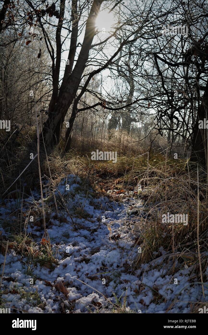 Il gelo e la neve nella foresta, con inverno alberi e mattino luminoso sole d'inverno. Foto Stock