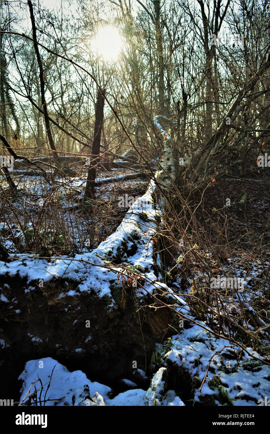 Il gelo e la neve nella foresta, con inverno alberi e mattino luminoso sole d'inverno. Foto Stock