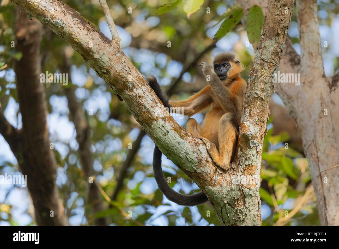 Tappate Langur in gibbone Wildlife Sanctuary Jorhat Assam India Foto Stock