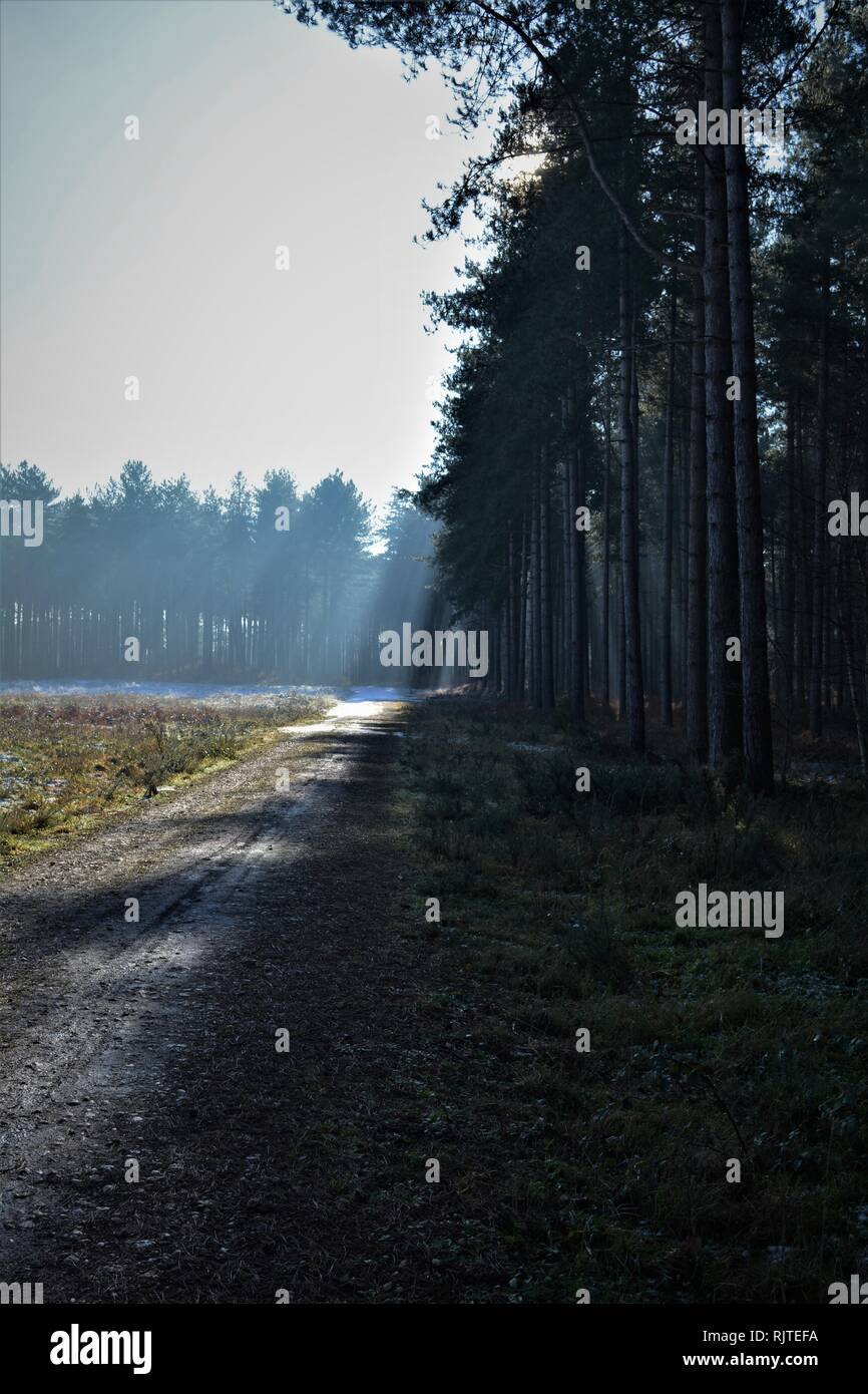 Il gelo e la neve nella foresta, con inverno alberi e mattino luminoso sole d'inverno. Foto Stock