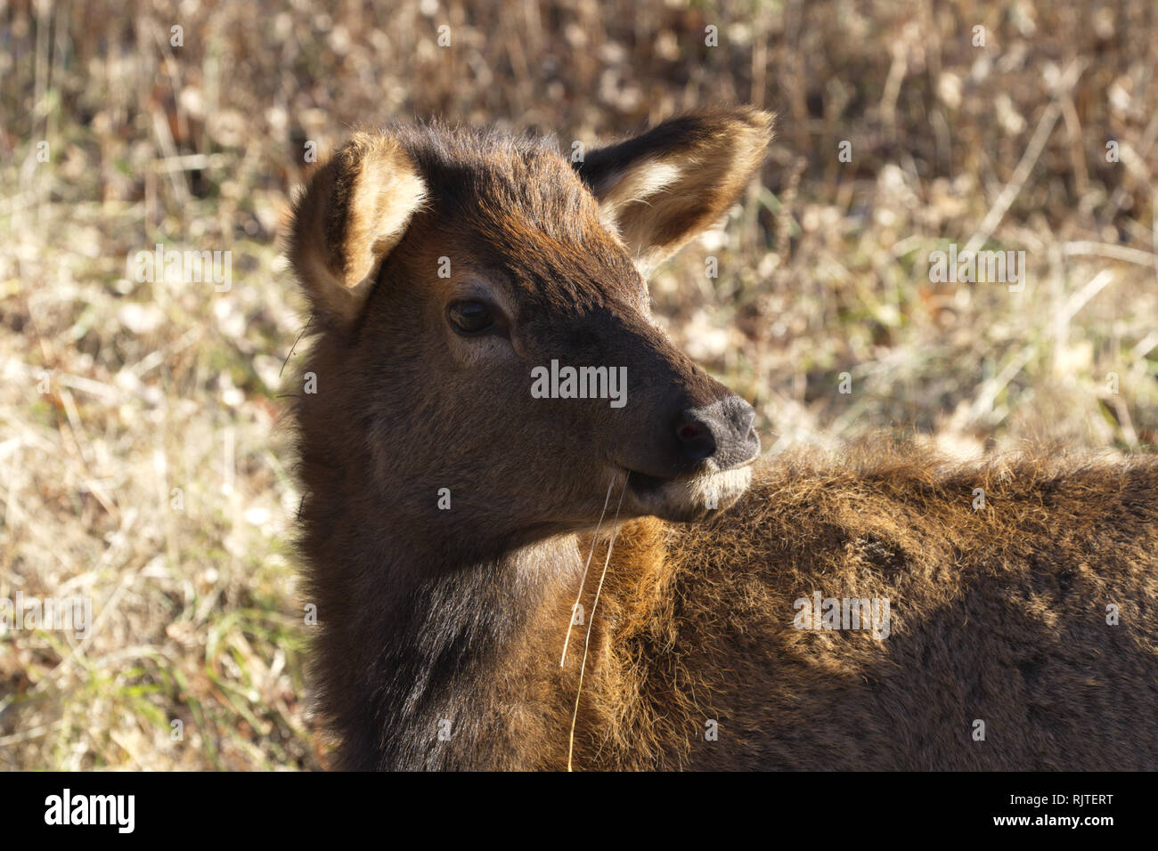 Elk calf trasforma la sua testa mentre sgranocchiando erba secca in Lone Elk Park in Fenton in St Louis County, Missouri Foto Stock