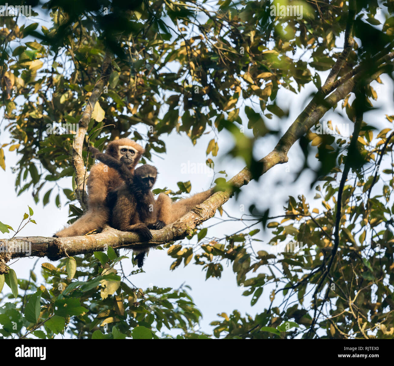 Western Hoolock Gibbon o Hoolock hoolock specie in via di estinzione in Assam India Foto Stock