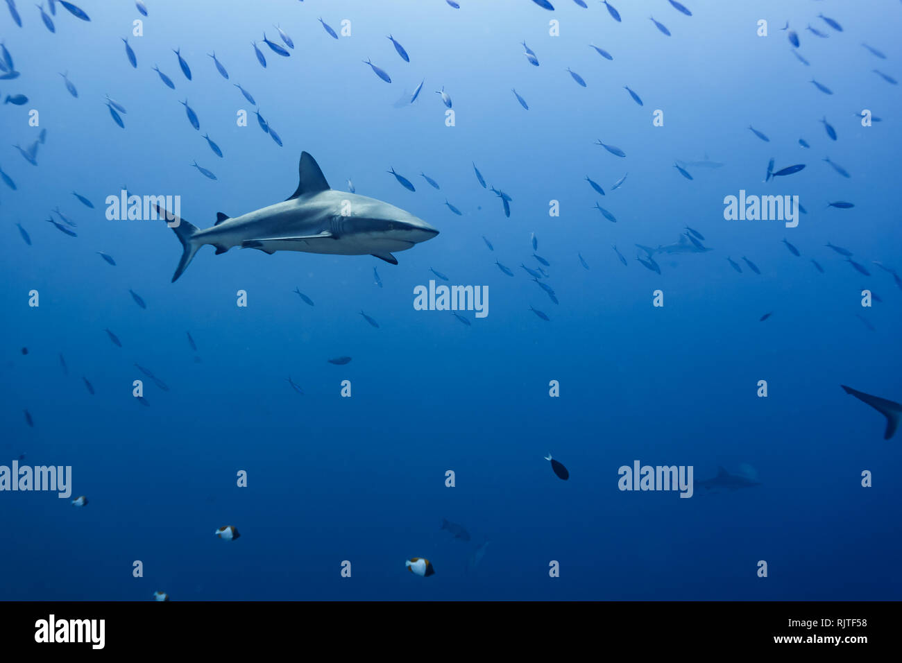 Grey Reef shark nuota nel centro della scuola di pesce più piccolo Foto Stock