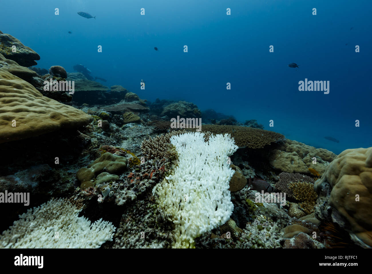Morendo di fame sbiancato Coral offre un contrasto stridente con altri sulla Coral reef Foto Stock