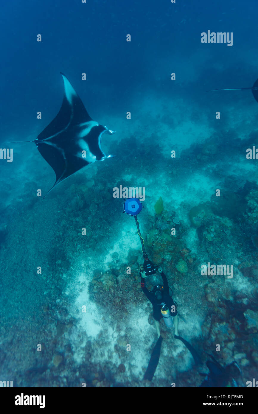 Troupe stati approcci giant manta ray per ottenere riprese per realtà virtuale filmato Foto Stock