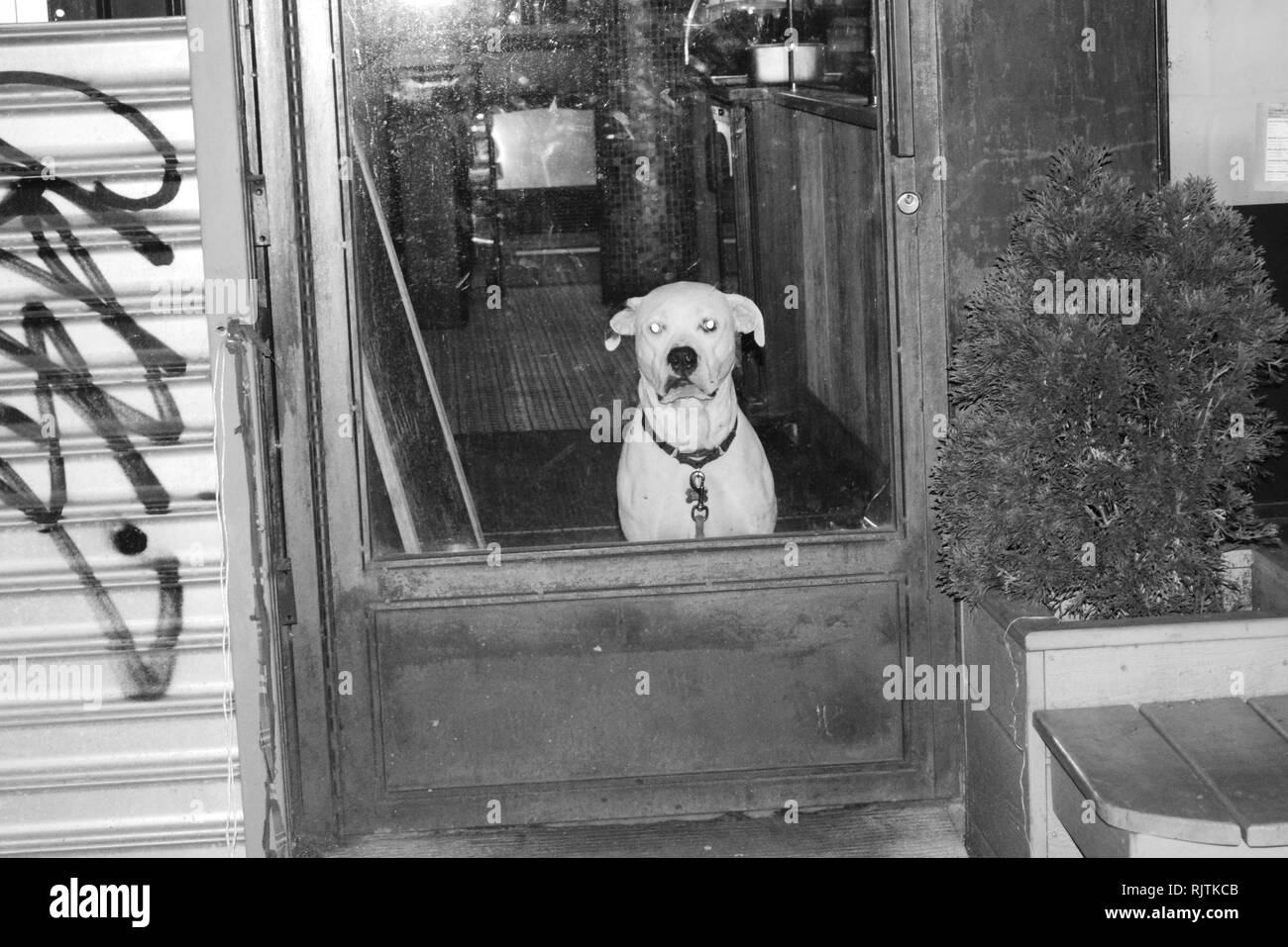 East Village di New York City dog Foto Stock