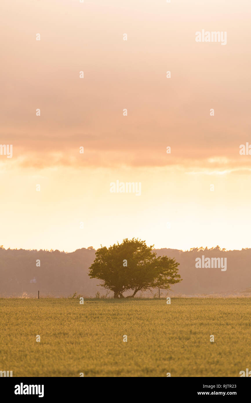 Fumoso alba sul campo e albero singolo, l'immagine verticale, Halland, Svezia, Europa Foto Stock