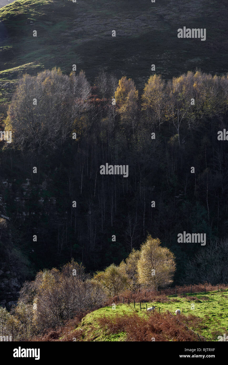 Alberi autunnali su una collina al Peak District UK Foto Stock