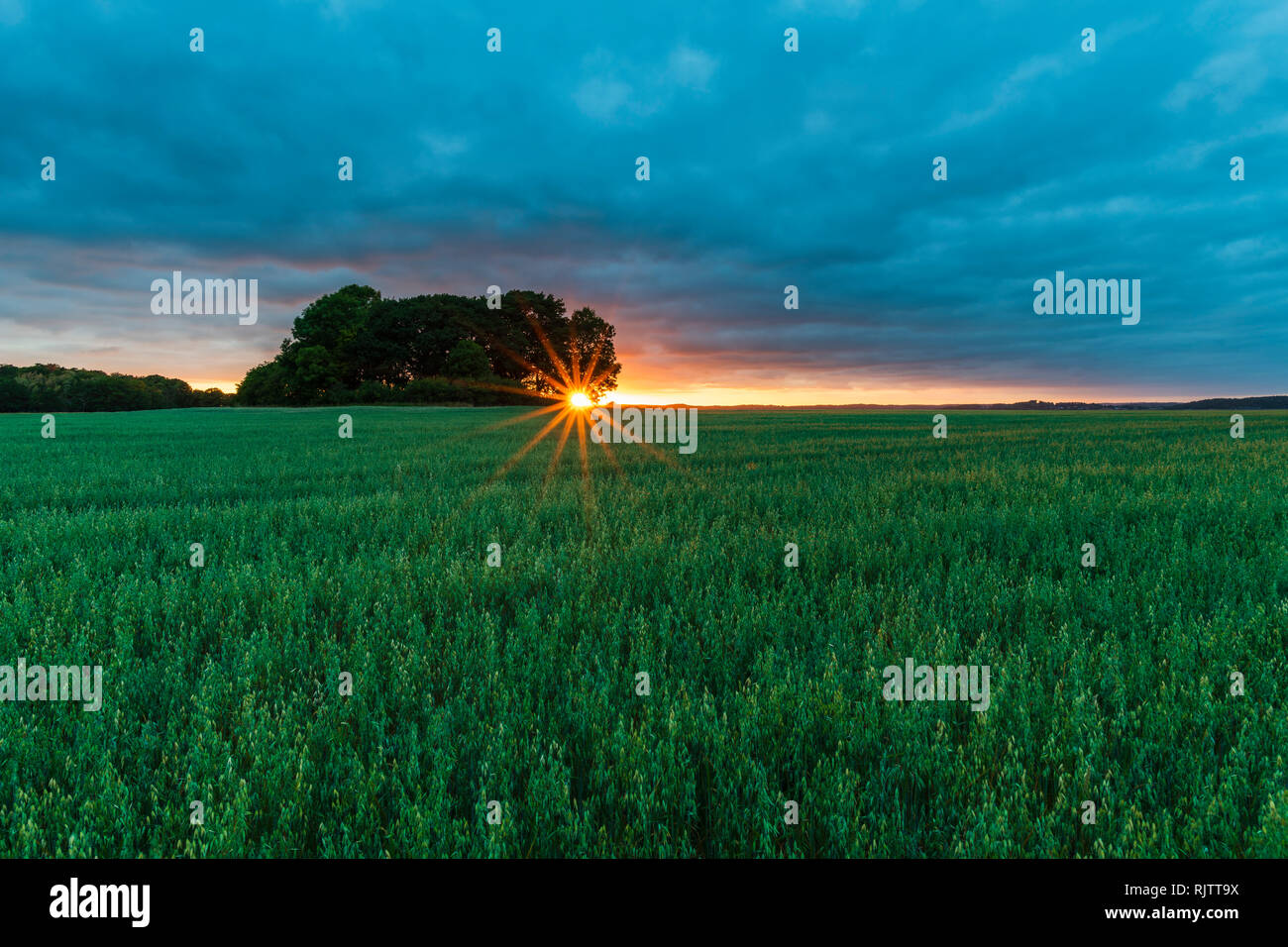 Cielo drammatico e del tramonto su terreno agricolo coltivabile, immagine orizzontale, Halland, Svezia, Europa Foto Stock