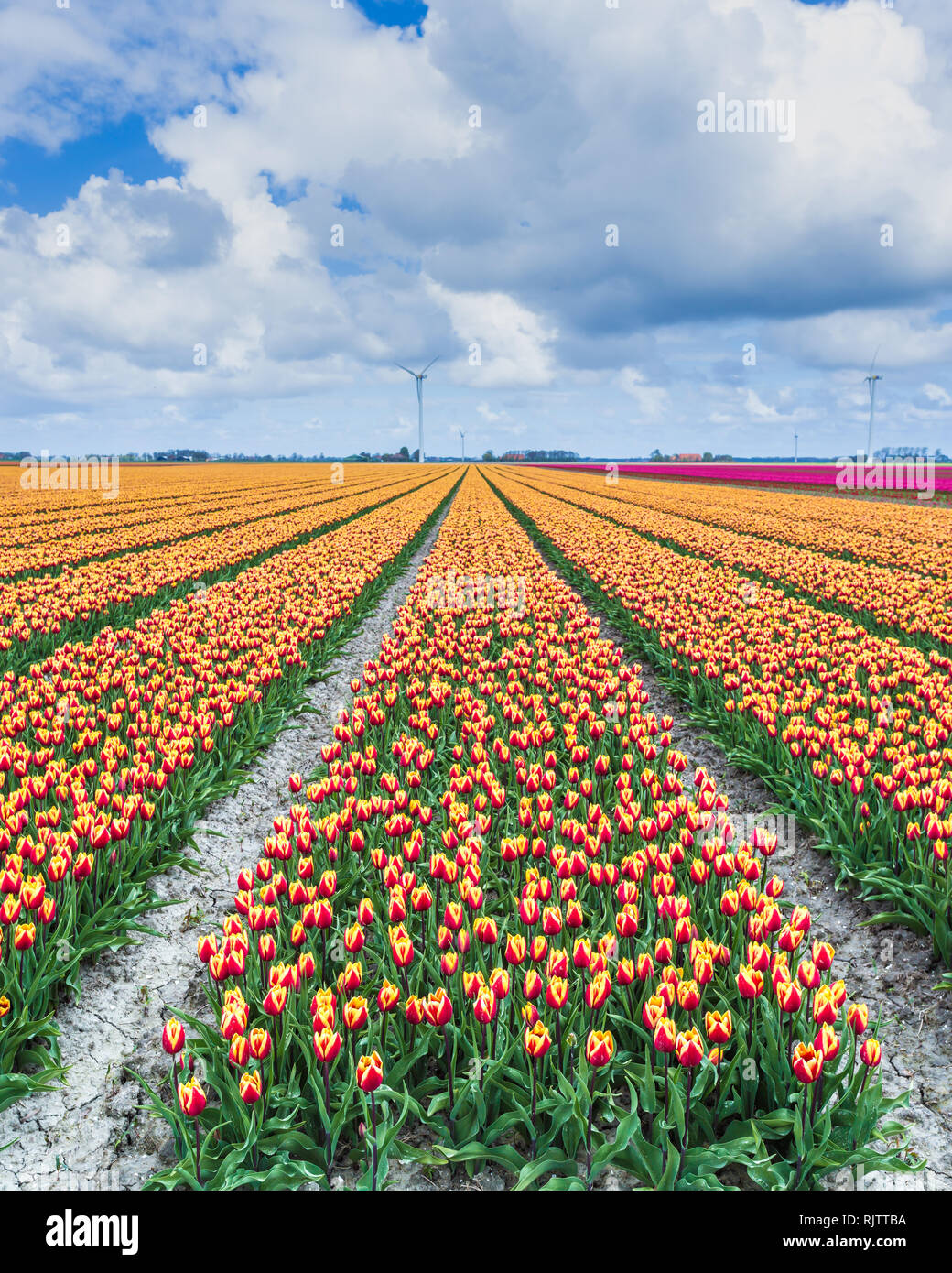 Un campo di tulipani con turbine eoliche in background. Olanda settentrionale dei Paesi Bassi in Europa Foto Stock