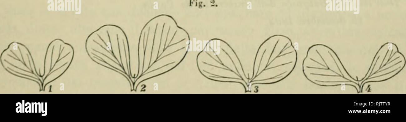 . Atti. Piante; piante; Cryptogamia; micologia. Â 89 â in regioni ventilare l. In relazione a ciÃ², noi sappiamo infatti che il puntone- tura diversa assumono talora le foglie esterne ed interne degli alberi, e altrettanto avviene per alcune piante che vivono in pianura e sulle alte montagne. Mi riservo di eseguire ONU maggior numero di alcune esperienze, di piÃ¬ho lunga durata, riflettenti ONU maggior numero di specie vegetali, e por- tando al Coccolina Edizioni qualche perfezionamento suggerito dall'esperienza, e vedrÃ² allora se sarÃ possibile osare unà piÃ¹ spiegazione generale dei fenomeni descritti e dei risultati piÃ Foto Stock