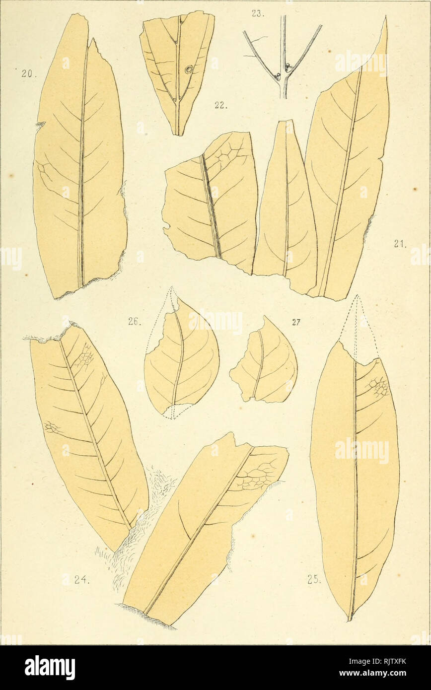 . Atti della Società italiana di scienze naturali. Storia naturale. AKiWltalSc.nat.VoLXVI Eav.6.. Sorclelli dis. lit. F^oncl^i 2021 Salix tenera 22 - 25 Cinnamomum polumopphum 24-25 Laurus princeps 26-27 Legumi nosites ellipticus. Si prega di notare che queste immagini vengono estratte dalla pagina sottoposta a scansione di immagini che possono essere state migliorate digitalmente per la leggibilità - Colorazione e aspetto di queste illustrazioni potrebbero non perfettamente assomigliano al lavoro originale. Società italiana di scienze naturali. Milano : Coi tipi di G. Bernardoni ha Foto Stock