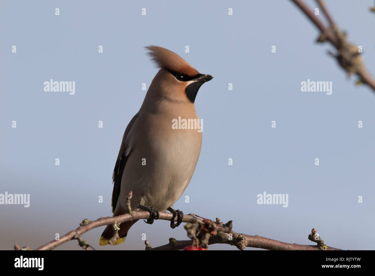 (Waxwing bombycilla garrulus) Foto Stock