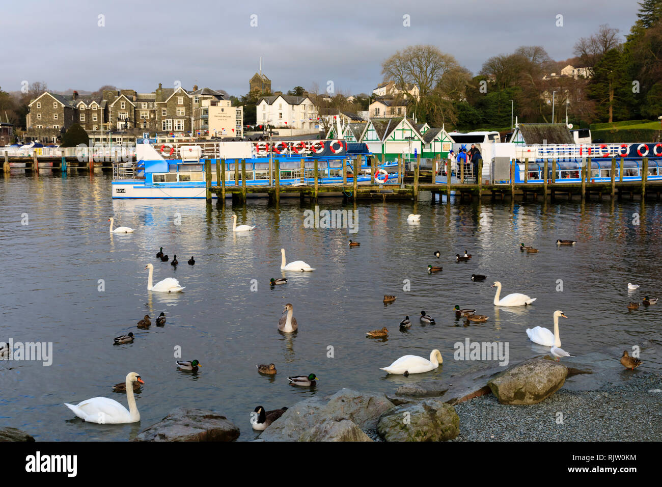 Gli uccelli acquatici in attesa di essere alimentato da turisti, Bowness on Windermere, Lake District, Cumbria, Inghilterra Foto Stock