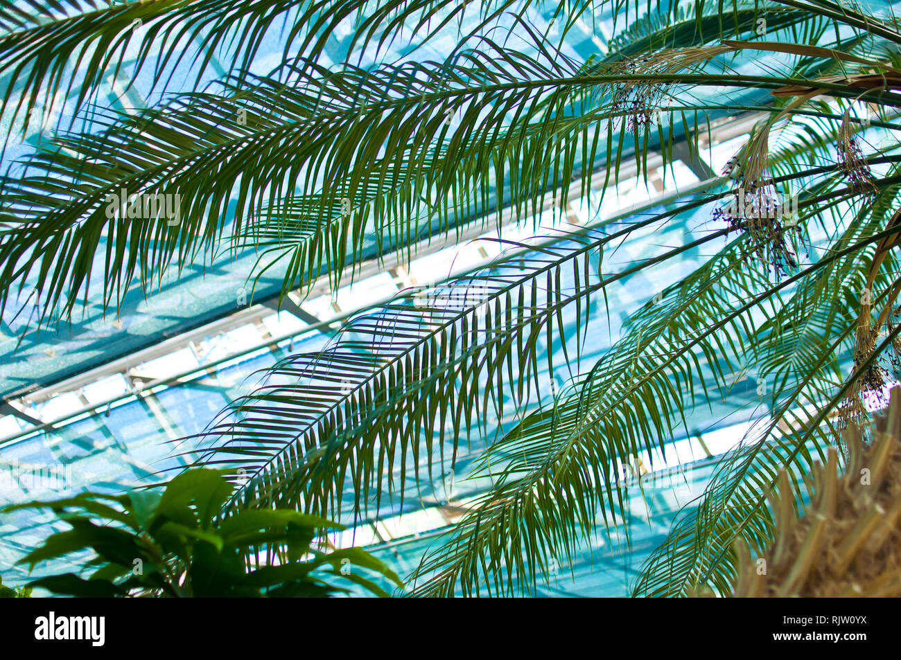 Verde di diversi rami di palma e foglie contro il bianco e il soffitto blu di una serra. Motivo floreale Foto Stock