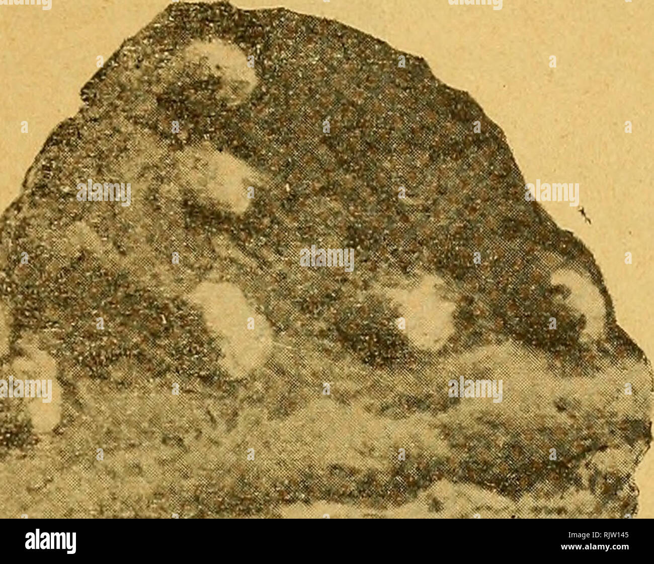 . Atti della Società dei naturalisti e matematici di Modena.  HI - La fig. Il ricuciva xui coccio che è onu frammento di collo di vaso a pareti massiccie, di colore rossastro d' impasto rozzo, li- sciato con la stecca e decorato con piccoli e fitti incavi rotondi. Altri frammenti corrispondono alle figg. 1. 2. 3. 4. Tav. II della citata JVIemoria dello Scarabelli.. Si prega di notare che queste immagini vengono estratte dalla pagina sottoposta a scansione di immagini che possono essere state migliorate digitalmente per la leggibilità - Colorazione e aspetto di queste illustrazioni potrebbero non perfettamente assomigliano al lavoro originale. Società dei Foto Stock