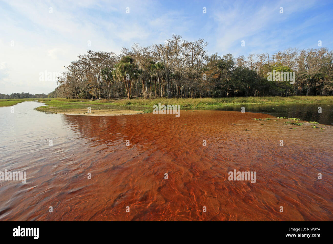 Fisheating Creek, Florida, su un tranquillo e soleggiato pomeriggio d'inverno. Foto Stock