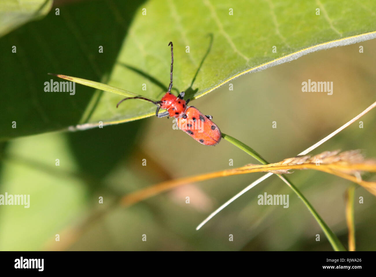 Rosso Scarabeo Milkweed Foto Stock