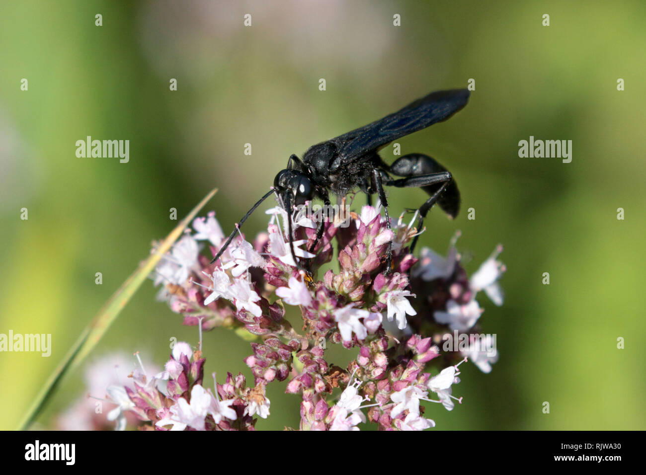 Grande Black wasp sulla pianta Milkweed Foto Stock