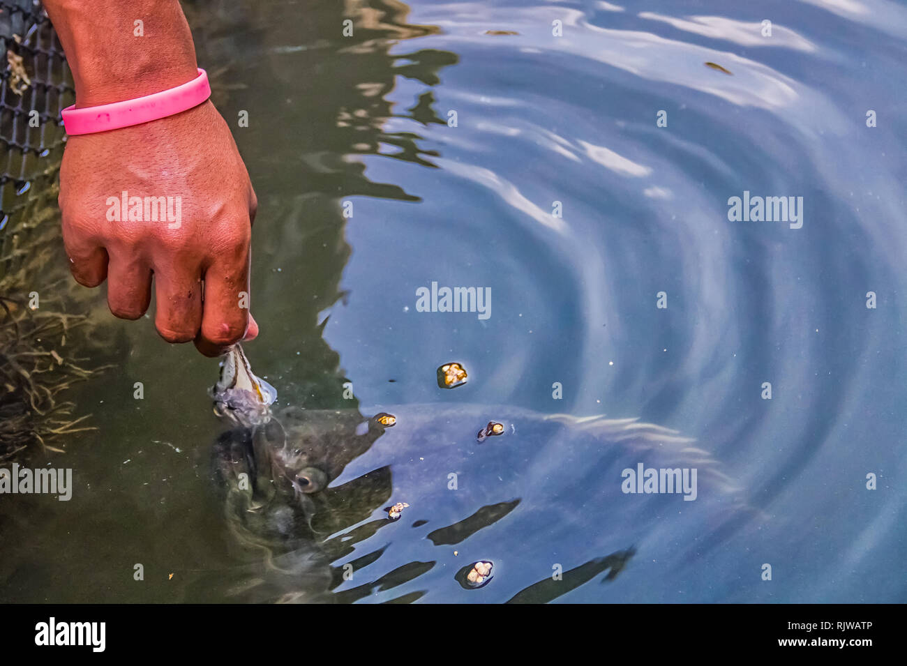 Pesce Piranha vicino alla superficie per una alimentazione a un allevamento ittico nella provincia di Krabi della Thailandia Foto Stock