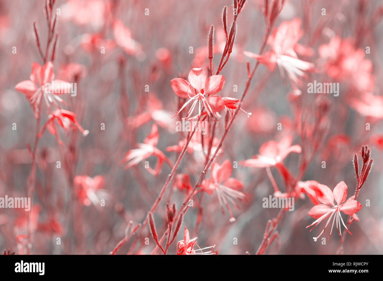 Piccoli fiori di colore corallo ( Siskiyou Pink Gaura) nella luce del sole di mattina d'estate. Tonica immagine. Messa a fuoco selettiva. Foto Stock