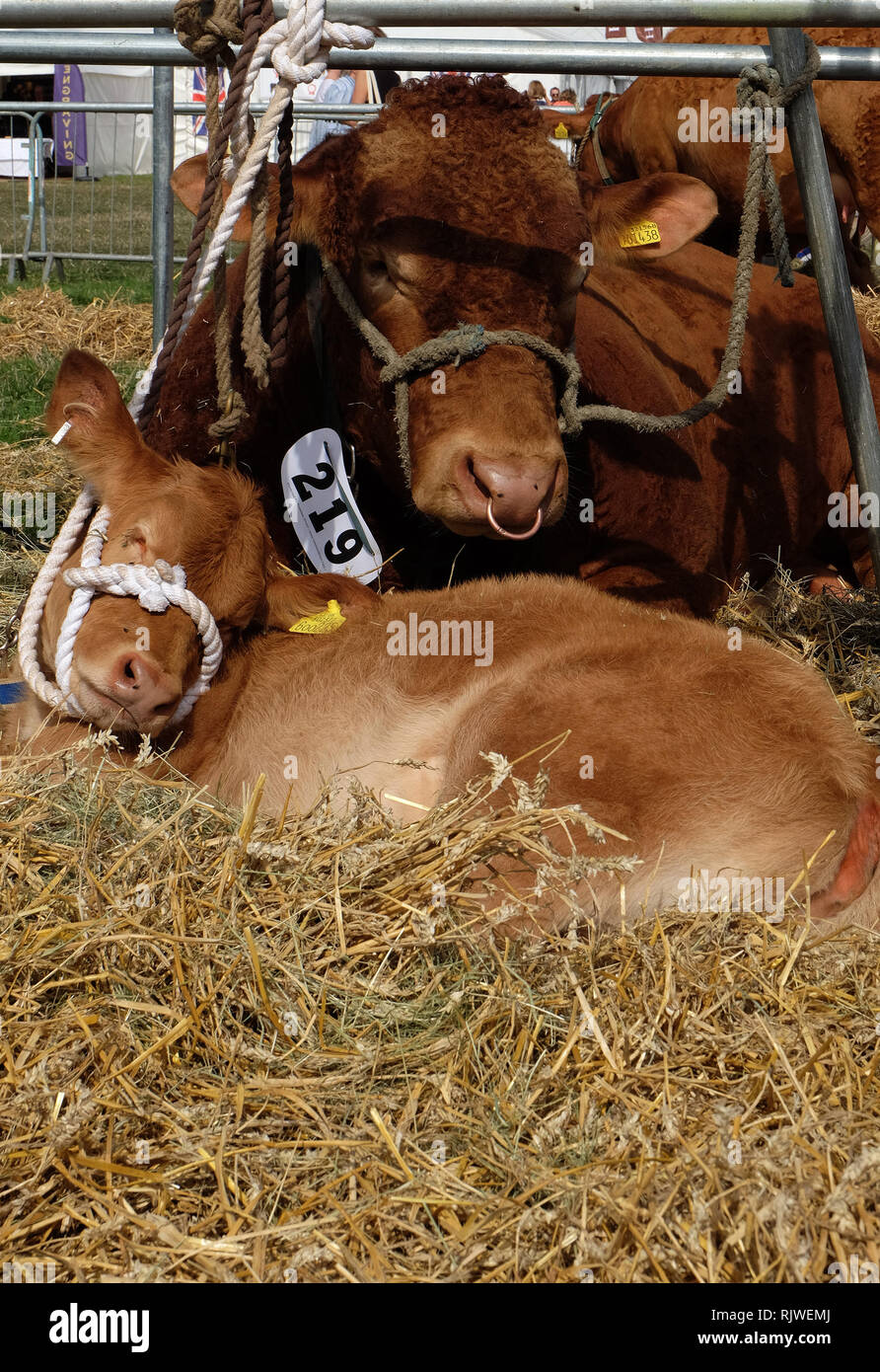 Moreton in Marsh Show 2018 Foto Stock