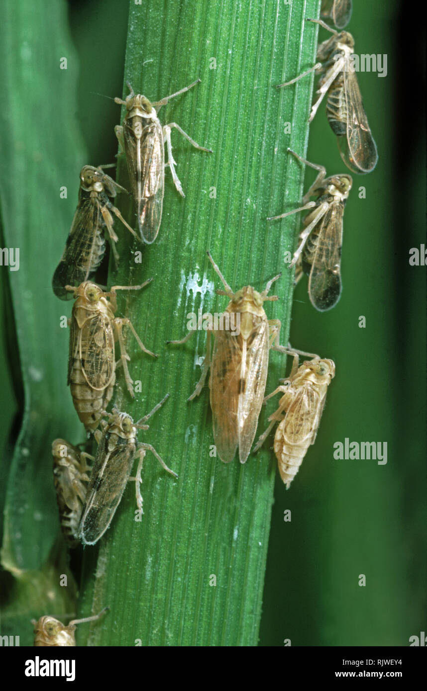 White-backed planthopper, Sogatella furcifera, ninfe e adulti sul gambo del riso Foto Stock