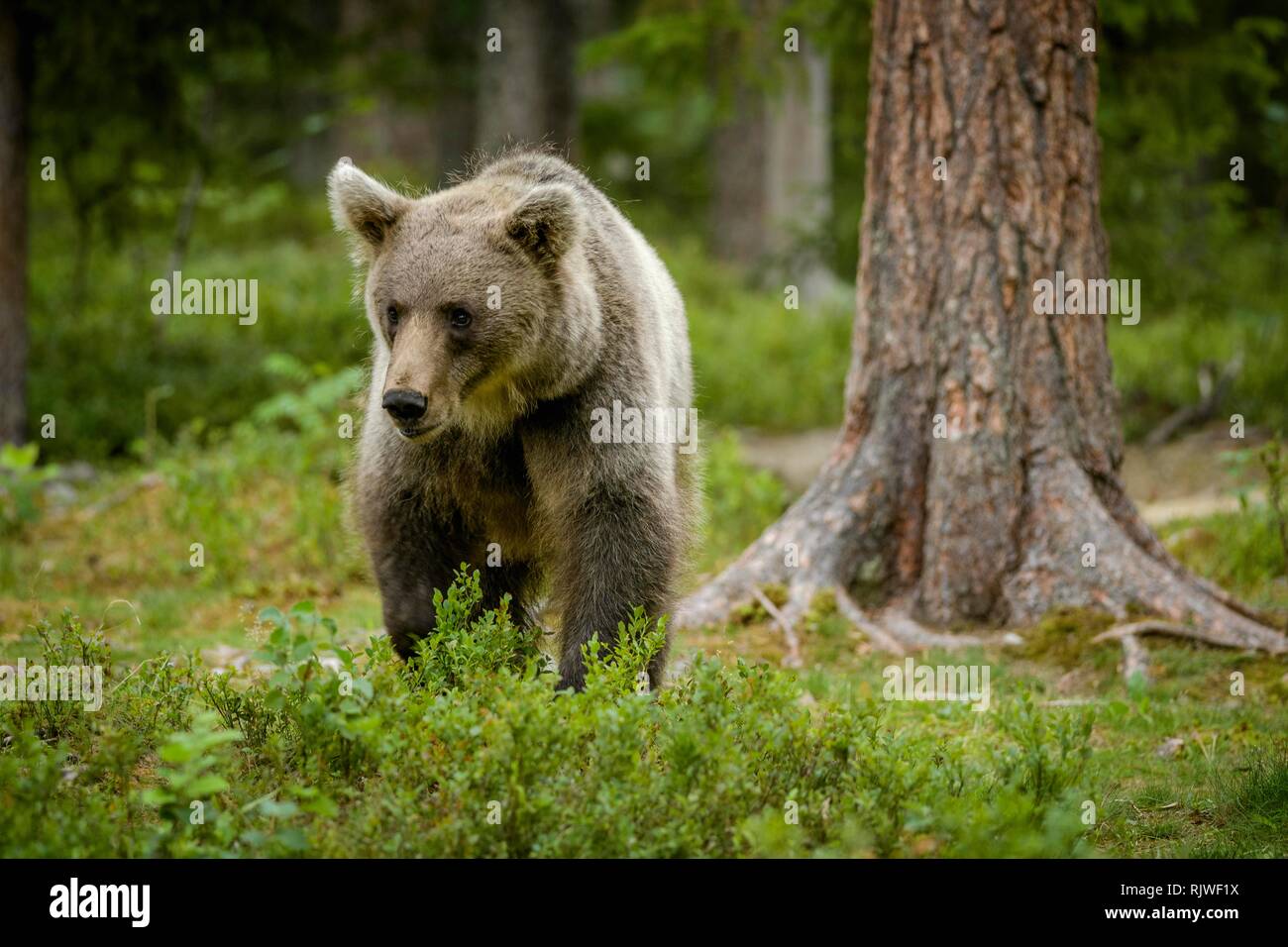 Unione l'orso bruno (Ursus arctos arctos) corre nella foresta, Suomussalmi, Kainuu, Finlandia Foto Stock