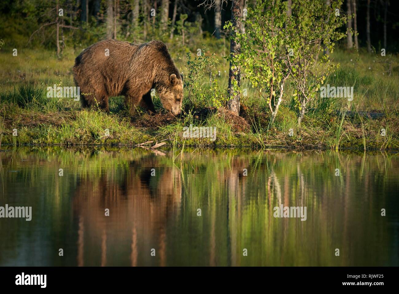 Unione l'orso bruno (Ursus arctos) sniffs, si riflette nel lago, Suomussalmi, Kainuu, Finlandia Foto Stock