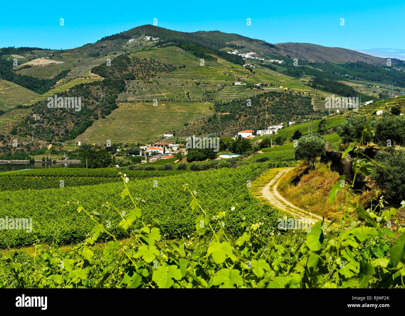Vigneti nella regione del vino Alto Douro, Pinhao, Valle del Douro, Portogallo Foto Stock