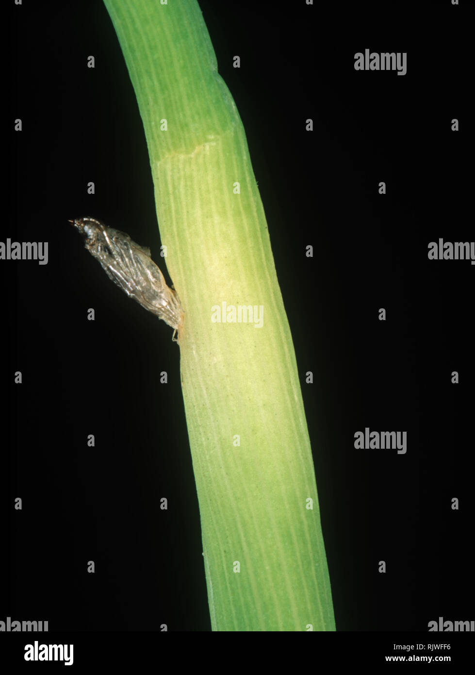 Riso asiatico gall midge, Orseolia oryza, tratteggiati pupa caso emerse da un gambo di riso, Luzon, Filippine Foto Stock
