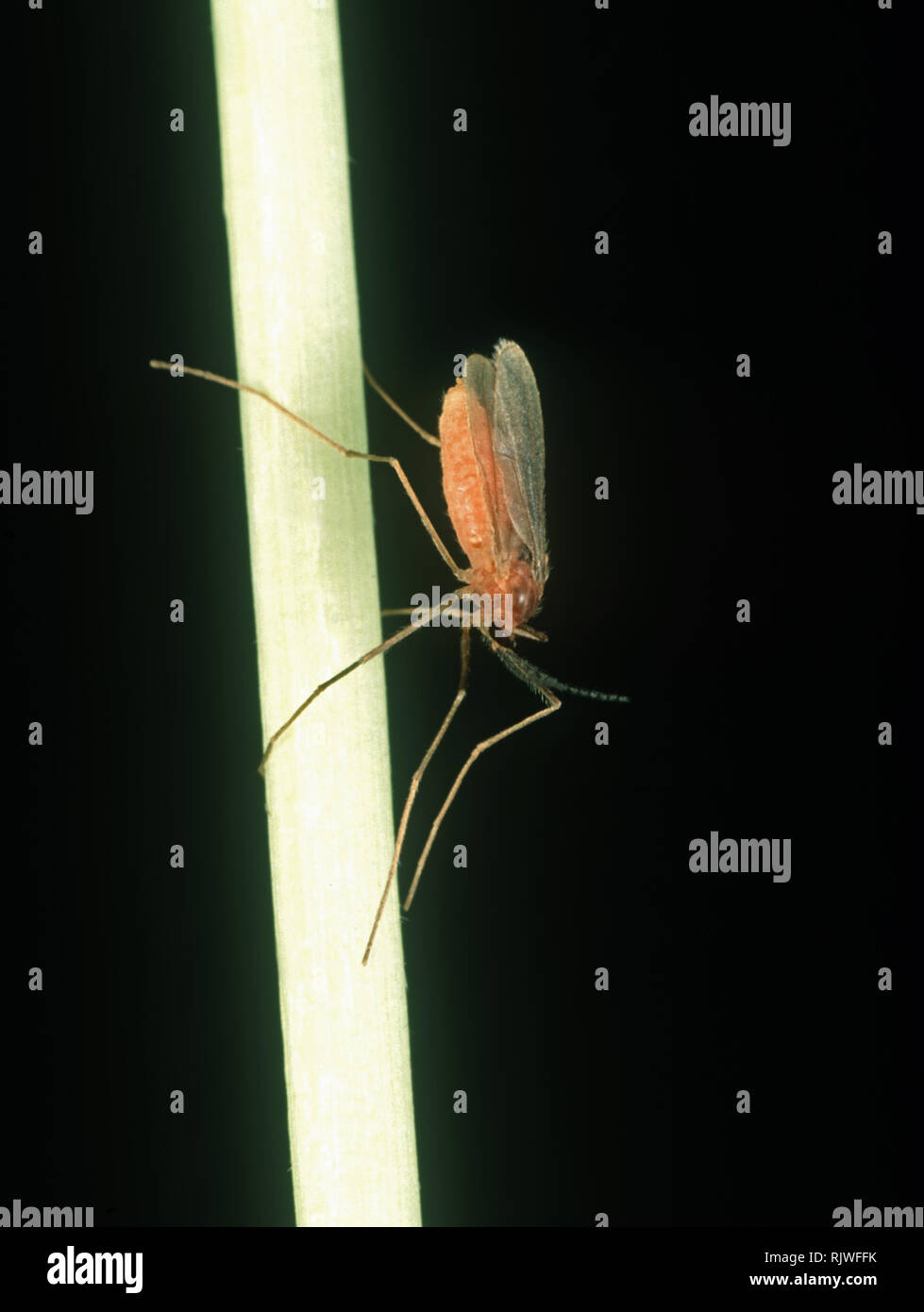 Riso asiatico gall midge, Orseolia oryza, adulti di principale infestante sul riso, Luzon, Filippine Foto Stock