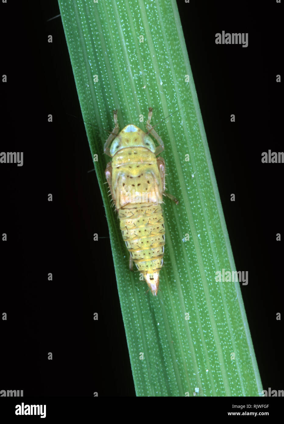 Ninfa di un verde risone leafhopper (Nephotettix virescens) parassiti e malattie del vettore di riso su una foglia di riso, Filippine Foto Stock