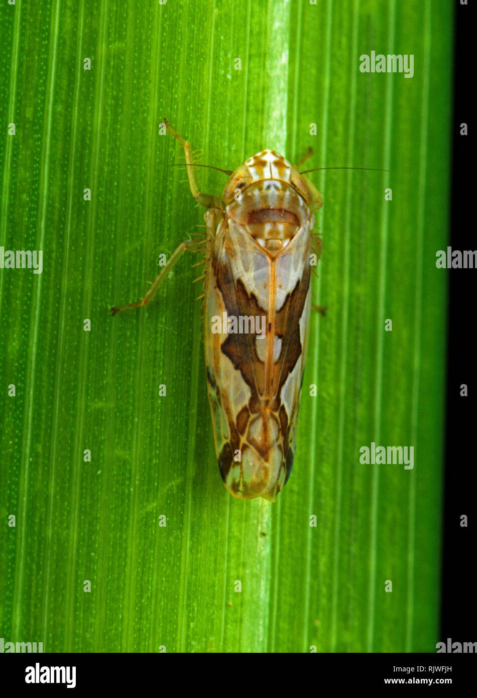 Riso a zig-zag leafhopper (Recilia dorsalis) pianta adulta tramoggia pest sulla foglia di riso, Luzon, Filippine Foto Stock