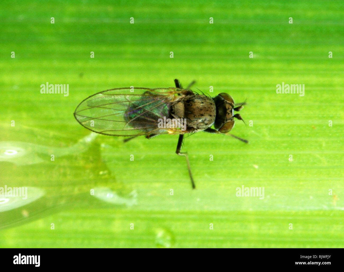 Whorl verme (Hydrellia philippina) parassiti adulti volare su una foglia di riso, Luzon, Filippine Foto Stock