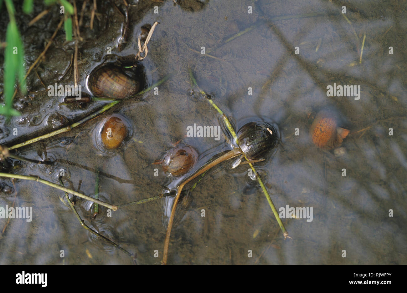 Golden o canalizzato lumache di Apple, Pomacea caniculata, introdotto eible e pest lumache in una risaia, Luzon, Filippine Foto Stock