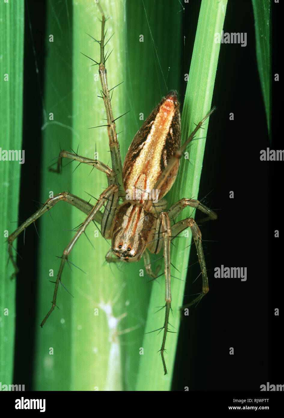 Una lince spider, Oxyopes sp., è un predatore ragno di caccia di piccoli nei vertebrati nei raccolti di riso, Luzon, Filippine, Foto Stock
