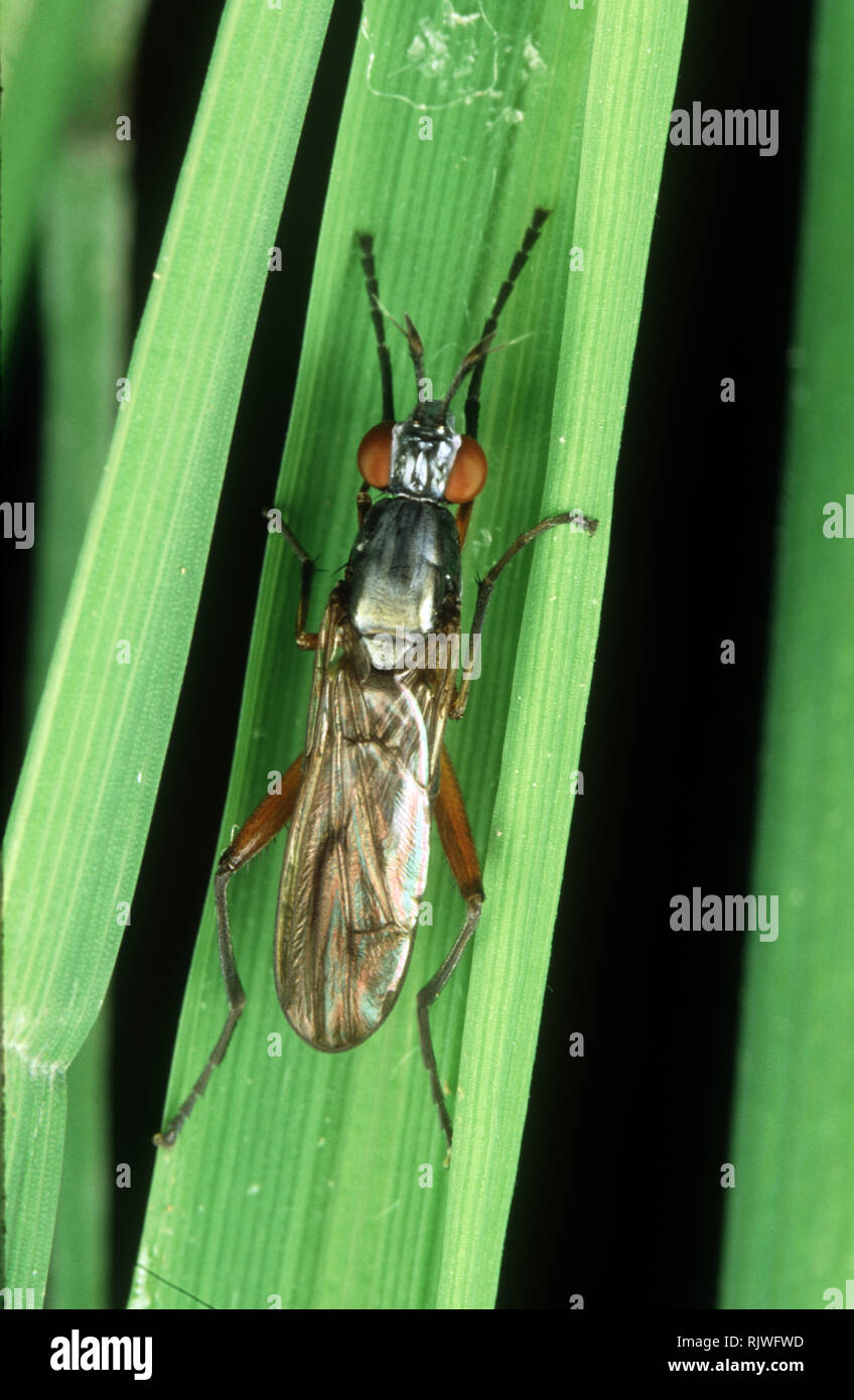 Marsh fly o lumaca-uccidendo fly, Sepedon aenescens, adulti su un risone foglia, Filippine Foto Stock