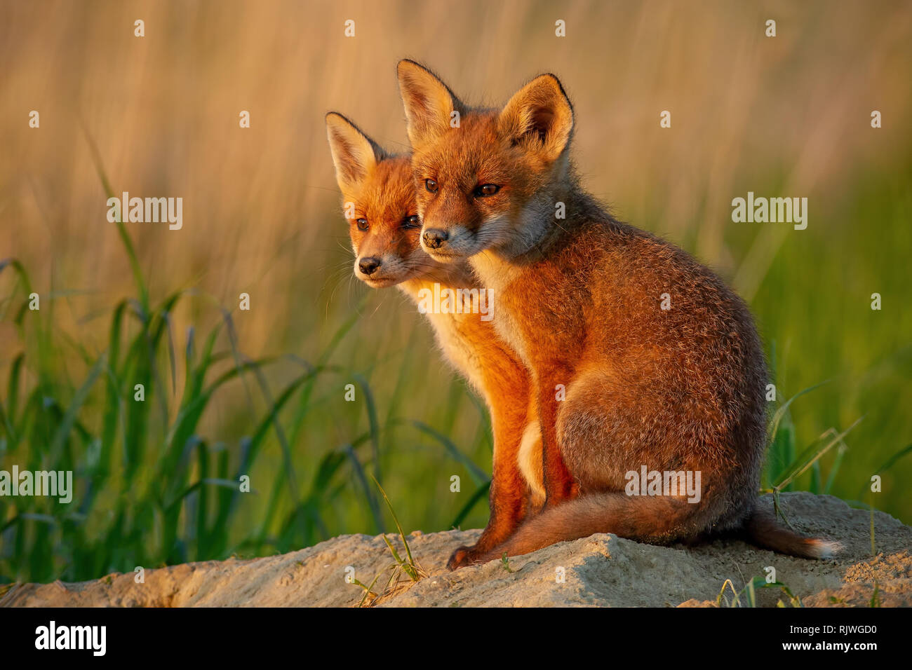 Red Fox, vulpes vulpes, piccoli cuccioli di giovani vicino a den curiosamente guardando intorno a. Foto Stock