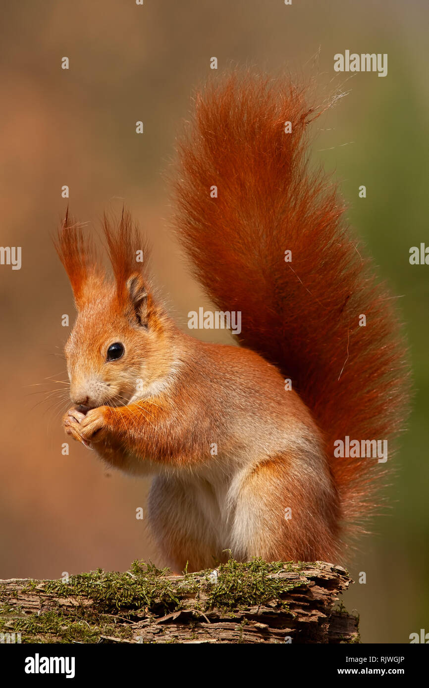Eurasian scoiattolo rosso Sciurus vulgaris, nella foresta di autunno in una luce calda. Foto Stock