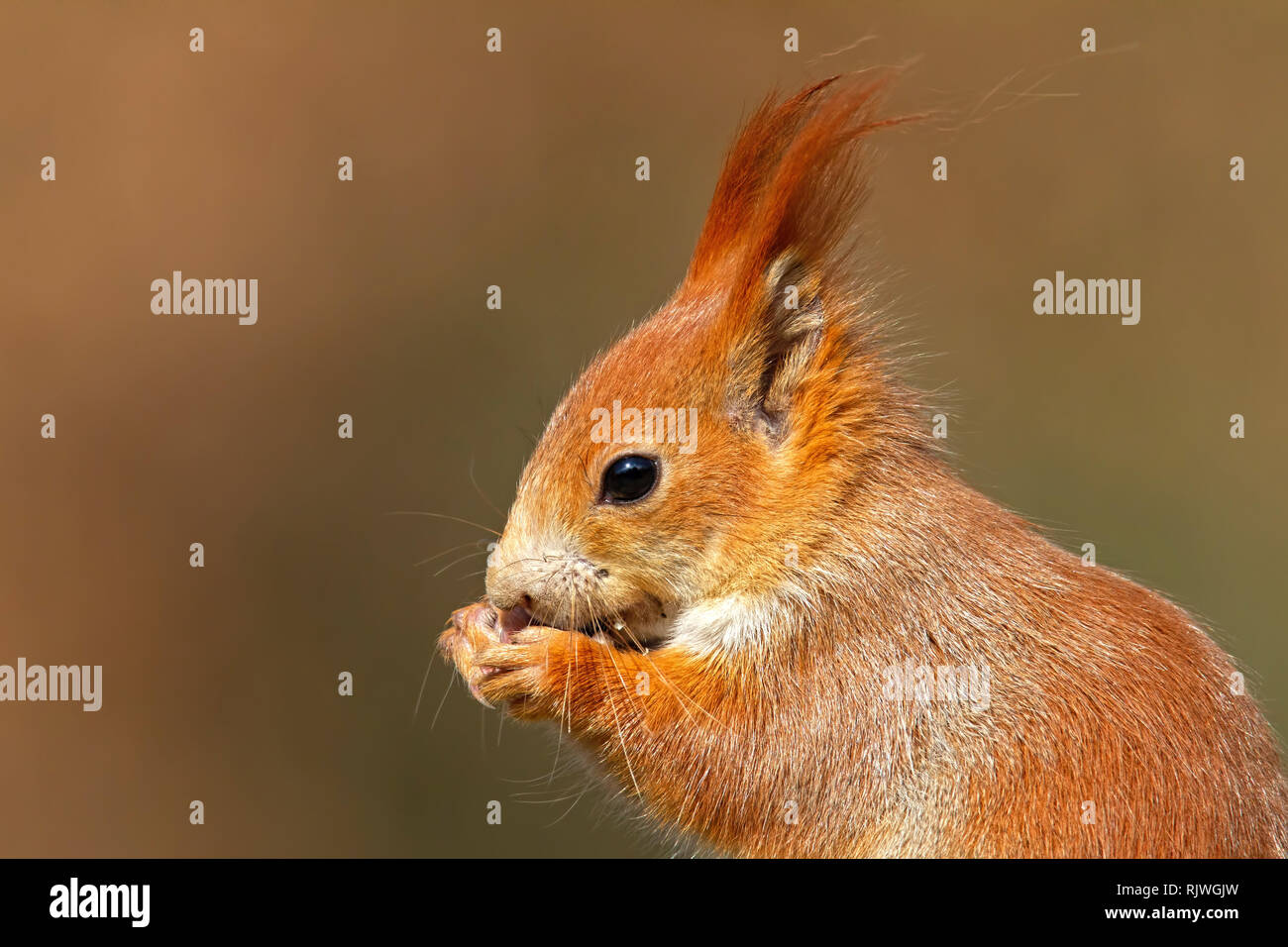 Ritratto di Eurasian scoiattolo rosso Sciurus vulgaris, nella foresta di autunno. Foto Stock