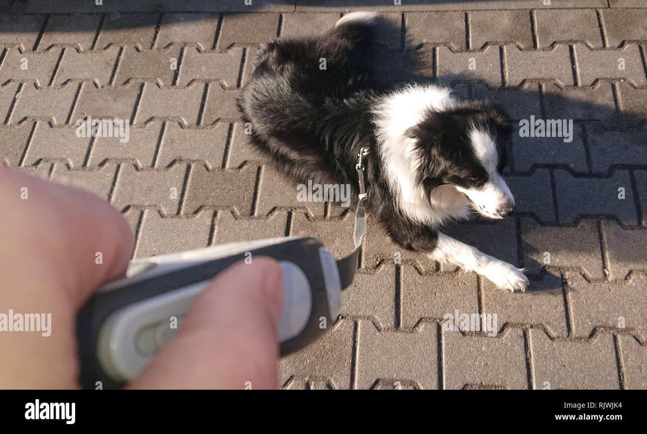 L'attesa cane al guinzaglio. Border Collie è sdraiato sul marciapiede. Foto Stock